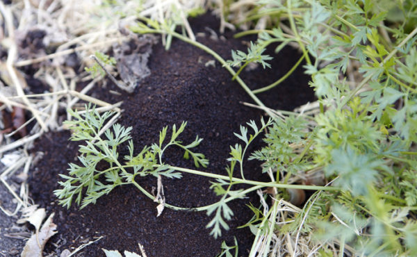 5 Reasons to Start Garden Composting in Planter Boxes